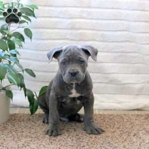 Darwin, Cane Corso Puppy