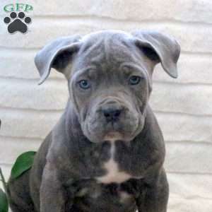 Darwin, Cane Corso Puppy