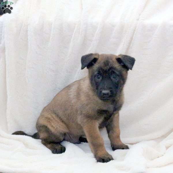 Dash, Belgian Malinois Puppy