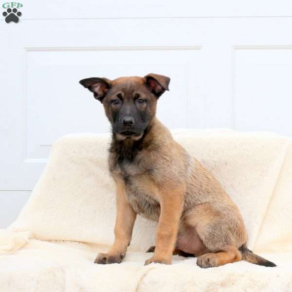 Dash, Belgian Malinois Puppy