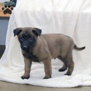 Dash, Belgian Malinois Puppy