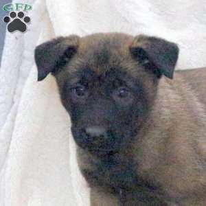 Dash, Belgian Malinois Puppy