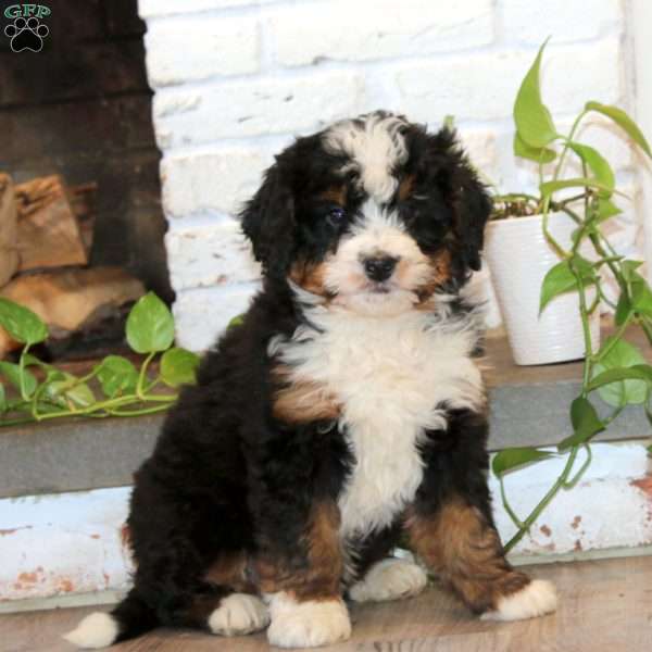 Dash, Mini Bernedoodle Puppy