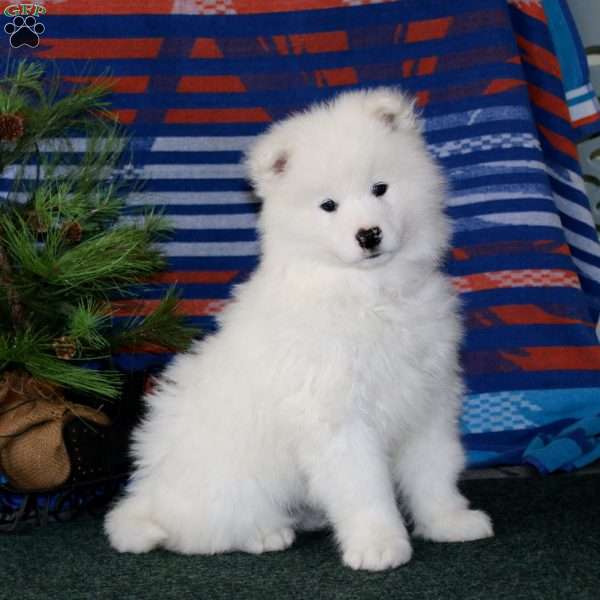 Dash, Samoyed Puppy