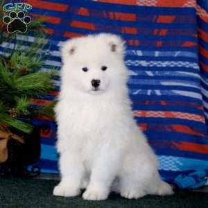 Dash, Samoyed Puppy