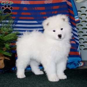 Dash, Samoyed Puppy