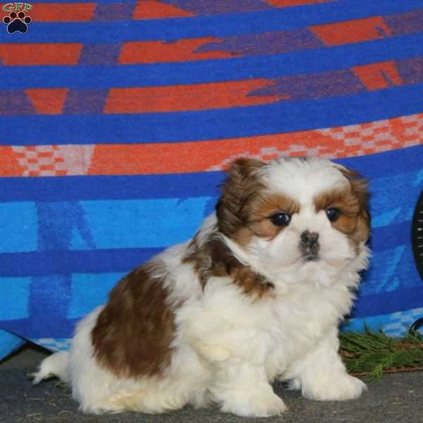 Davey, Shih Tzu Puppy