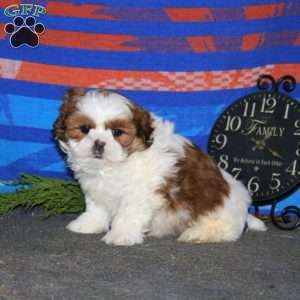 Davey, Shih Tzu Puppy