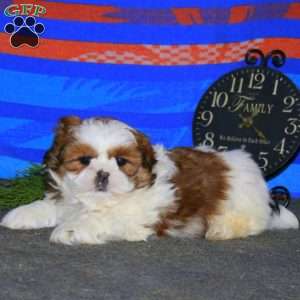 Davey, Shih Tzu Puppy