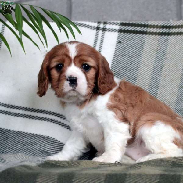 Dawn, Cavalier King Charles Spaniel Puppy