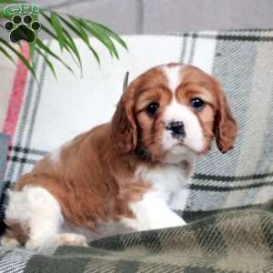 Dawn, Cavalier King Charles Spaniel Puppy
