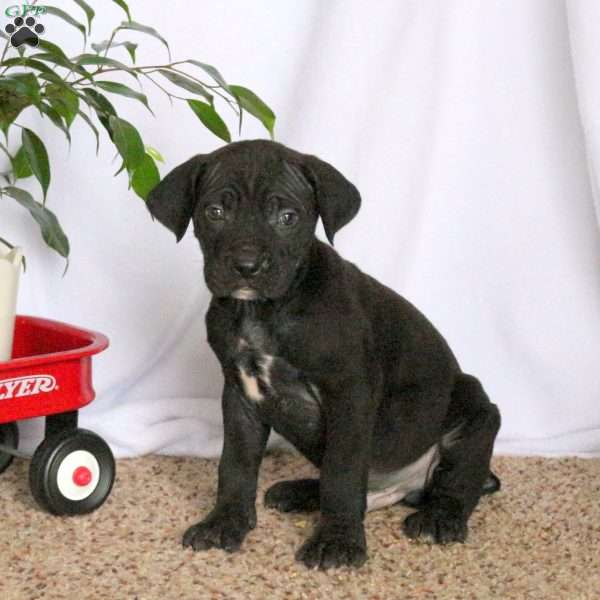 Dawson, Cane Corso Puppy