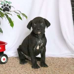 Dawson, Cane Corso Puppy