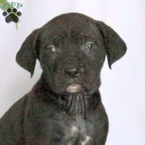 Dawson, Cane Corso Puppy