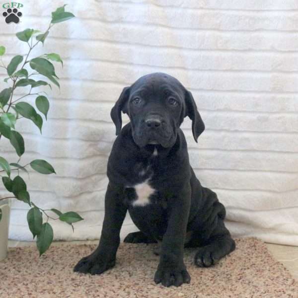 Dax, Cane Corso Puppy
