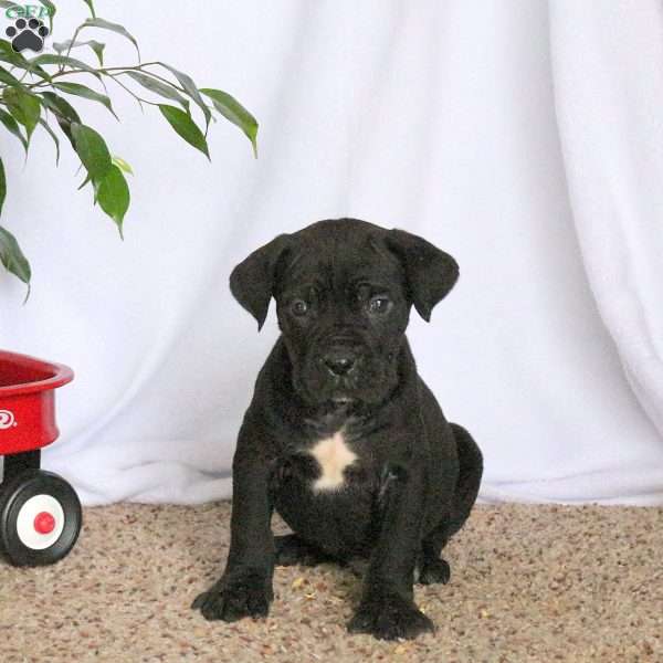 Dax, Cane Corso Puppy