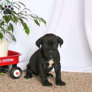Dax, Cane Corso Puppy