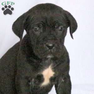 Dax, Cane Corso Puppy