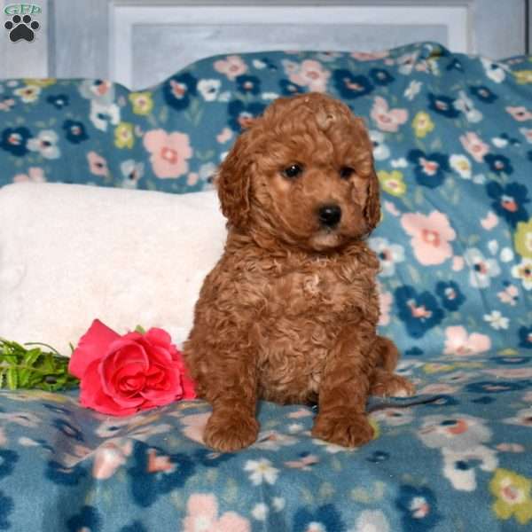 Dazzle, Mini Goldendoodle Puppy