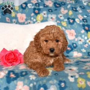 Dazzle, Mini Goldendoodle Puppy