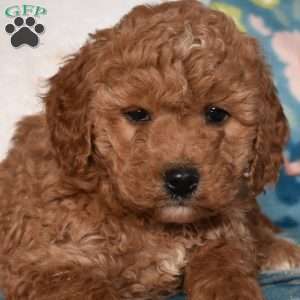Dazzle, Mini Goldendoodle Puppy