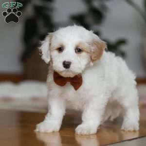 Decker, Sheepadoodle Puppy