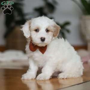 Decker, Sheepadoodle Puppy