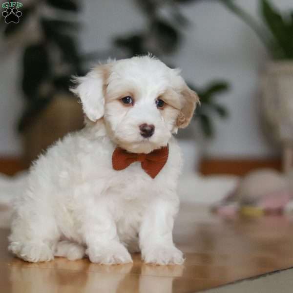 Decker, Sheepadoodle Puppy