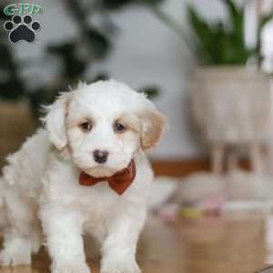 Decker, Sheepadoodle Puppy