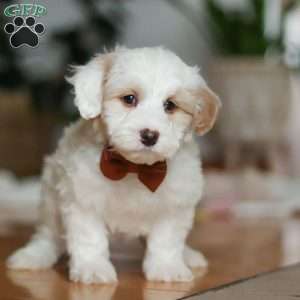 Decker, Sheepadoodle Puppy