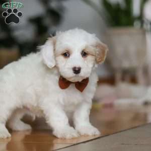 Decker, Sheepadoodle Puppy