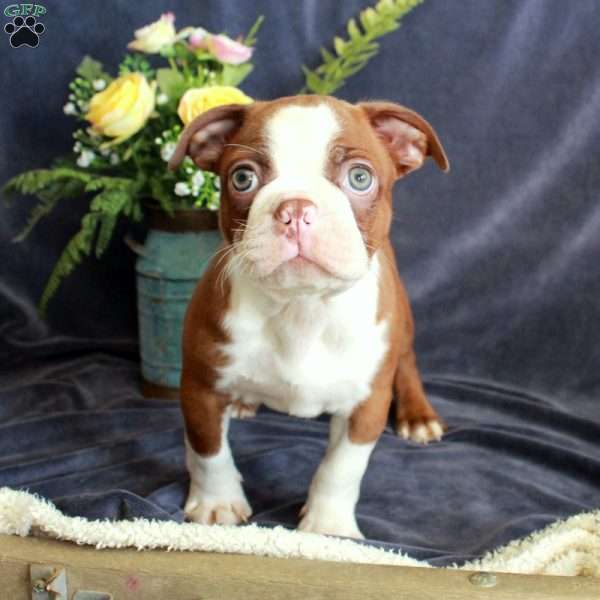 Declan, Boston Terrier Puppy