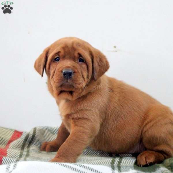 Declan, Fox Red Labrador Retriever Puppy
