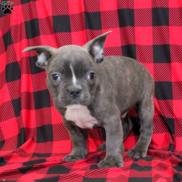 Declan, Frenchton Puppy
