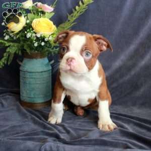 Declan, Boston Terrier Puppy