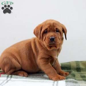 Declan, Fox Red Labrador Retriever Puppy