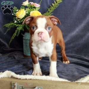 Declan, Boston Terrier Puppy