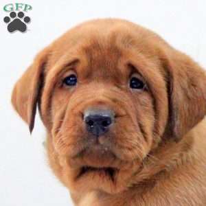Declan, Fox Red Labrador Retriever Puppy