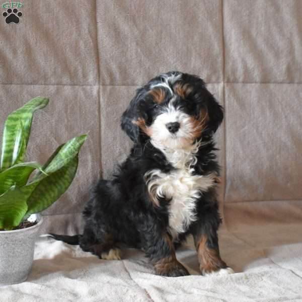 Delilah, Mini Bernedoodle Puppy