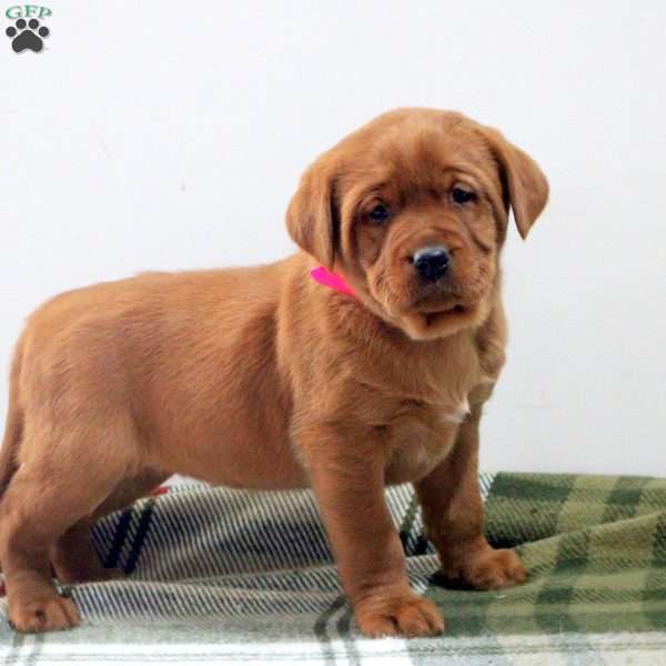 Delilah, Fox Red Labrador Retriever Puppy