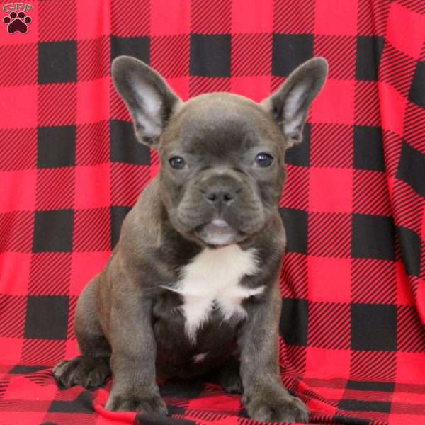 Delilah, Frenchton Puppy