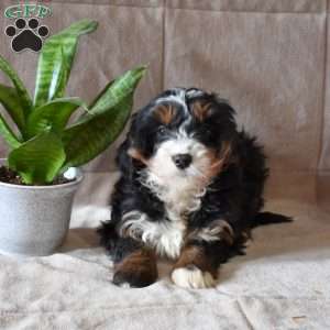 Delilah, Mini Bernedoodle Puppy
