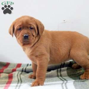 Delilah, Fox Red Labrador Retriever Puppy