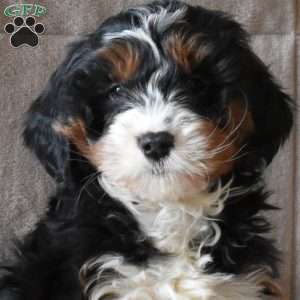 Delilah, Mini Bernedoodle Puppy