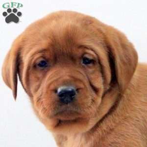Delilah, Fox Red Labrador Retriever Puppy