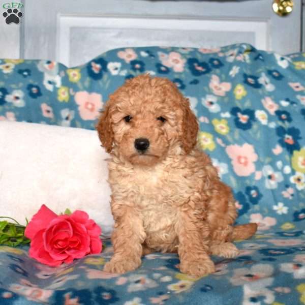Della, Mini Goldendoodle Puppy