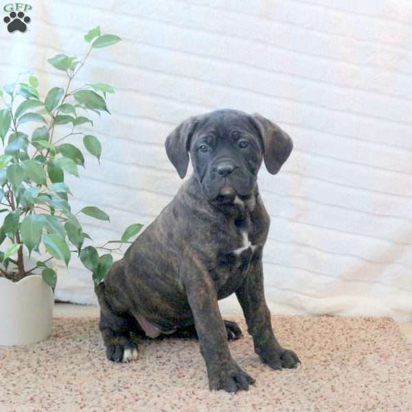 Della, Cane Corso Puppy