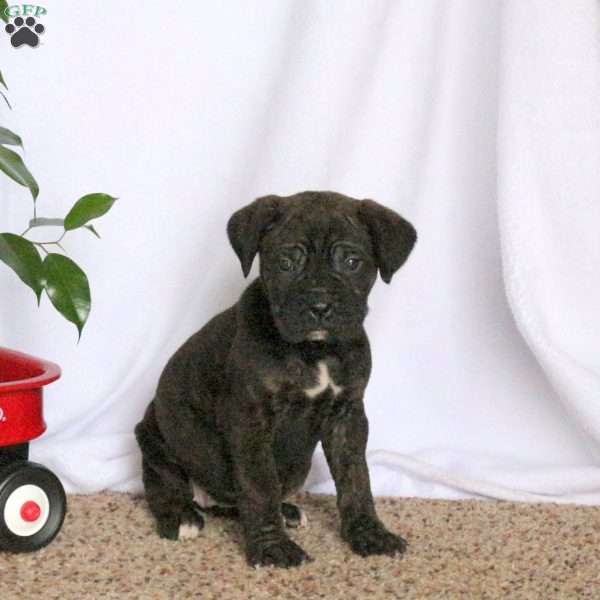 Della, Cane Corso Puppy