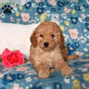 Della, Mini Goldendoodle Puppy