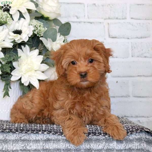 Della, Mini Goldendoodle Puppy